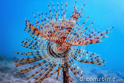 Tubeworm underwater (Sabella spallanzanii)Â Sea Life Stock Photo